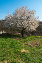Blossoming prunus tree with clear sky above