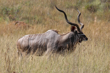 Magnificent, majestic, beautiful, spiral horns. Greater Kudu (Tragelaphus strepsiceros) bull, long...