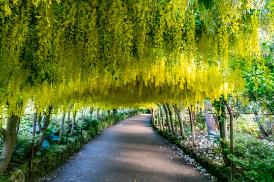 Yellow flowering Laburnum Arch and pathway
