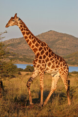 Giraffe in late afternoon sun. On safari, Pilanesberg National Park, Game Reserve, South Africa