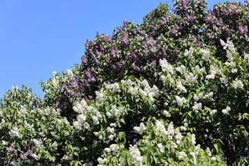 Obraz premium Pink, Purple, And White Lilacs In Bloom
