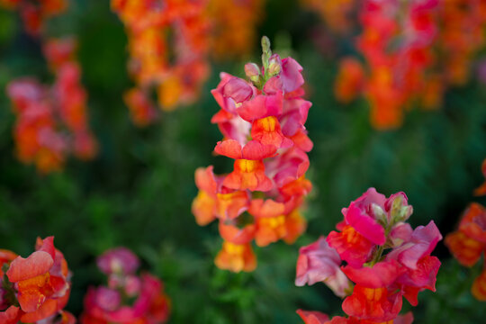 snapdragon flowers in the garden