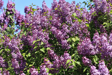 Blooming Lilac Flowers On Tree Branch