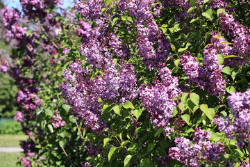 Springtime Lilac Blossoms In Garden
