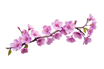 Delicate Pink Cherry Blossom Branch on transparent