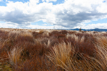 Desert Road tussock and alpine vegetation landscape