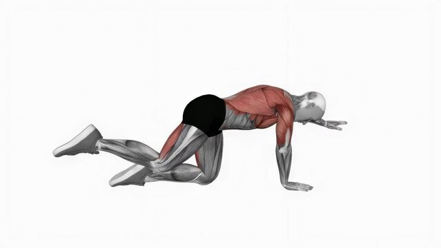 3D animation illustration of a fitness male model doing the bird dog stretching workout