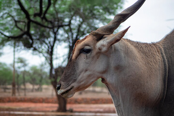 Common eland or Eland antelope, bull on the savannah of the Etosha national  park, Namibia