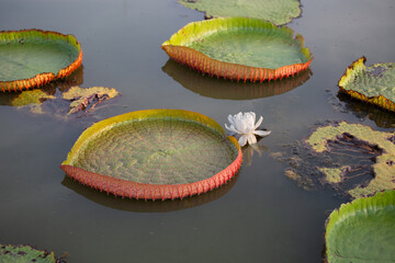 Royal waterlily or Victoria lotus which white lotus flower floating in the lotus pond.