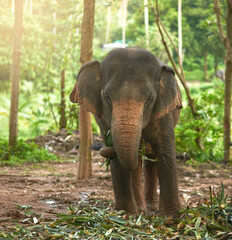 Elephant, nature and eating plants at forest outdoor in jungle, environment or tropical rainforest in Thailand. Animal, woods or hungry mammal with food or leaves by trees at conservation park or zoo