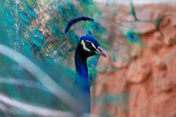 Portrait of beautiful colored male peacock with tail feathers out.