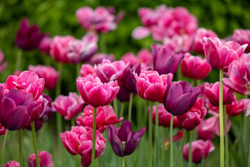 Obraz premium Pink tulips in the garden on a blurred background of green plants
