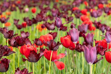 Fototapeta premium Field of red and burgundy tulips