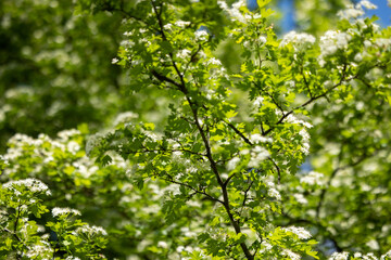 Tree branch with green leaves and white flowers under the sun