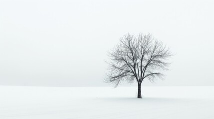 Fototapeta premium Lonely single deciduous trees without leaves minimalist white snow ground and sky background copy space