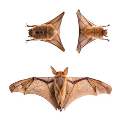 Fototapeta premium PNG, Transparent background. isolated different views of a bat