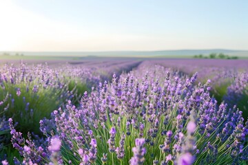 Naklejka premium Stunning Lavender Fields in Full Bloom Scenic Landscape