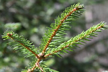 Macro photograph of small evergreen tree in the early spring season.