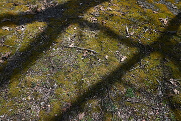 Moss covering the ground with shadows of branches in the early spring season. 