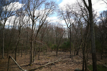 Photograph of life and death of a forest.