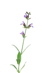 Salvia Officinalis isolated on white background. Purple pink flowers of sage. Medicinal and culinary herb.