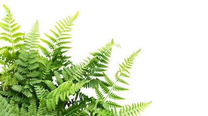 Plant green fern