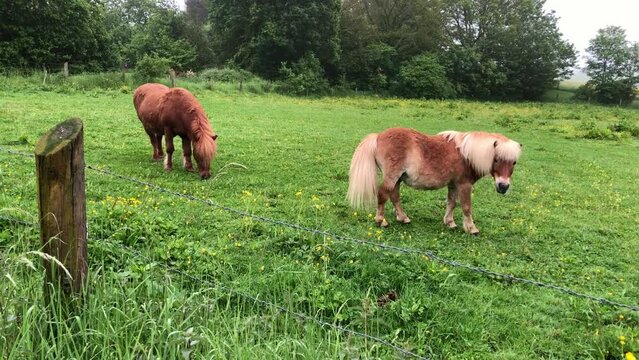 Two little brown ponies on a pasture, horses grazing in a field, idyllic peaceful landscape