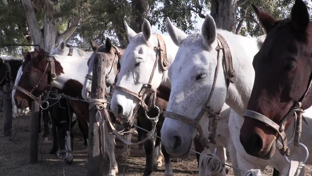 Closeup herd of horses tied in a corral in a row. Group of horses with their bridles. Argentine horses. Herd of horses for gaucho dressage.