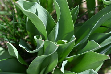 Tulip leaves in the early spring season.