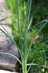 Wild Onion Weed thriving in a backyard during the early spring season.