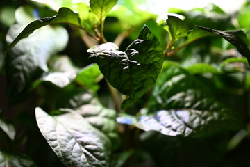 Photograph of leaves from hot pepper plants grown hydroponically.