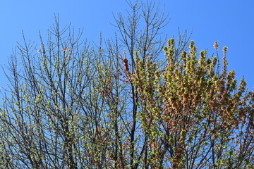 Beautiful tree leaves in the early spring season.