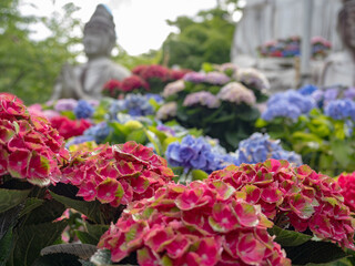 壺阪寺のあじさゐ回廊