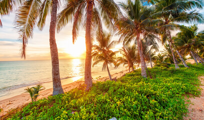 Obraz premium a palm trees on a beach in the caribbean sea