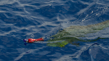 Fototapeta premium Fish holding a fishing rod underwater, pulled by the current