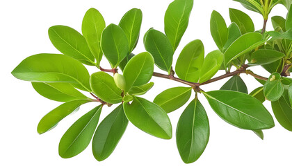 Fototapeta premium Botanical Beauty: Pittosporum Branch with Delicate Blossoms