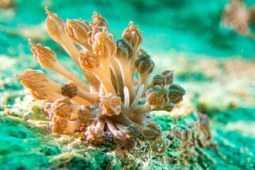 Phyllodesmium rudmani - Mimikry-Fadenschnecke - Anilao Philippinen