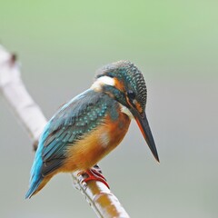 nature bird photo hd 