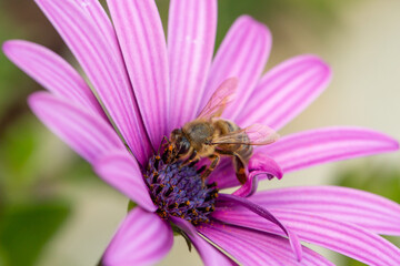A bee pollinates pink African daisy flower macro photography in springtime. A honey bee pollinates Osteospermum flowers with purple petals close-up photo on a summer day.