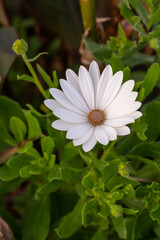 White daisybush flower on a sunny summer day macro photography. Blossom garden African daisy flower with white petals close-up photo in summertime.