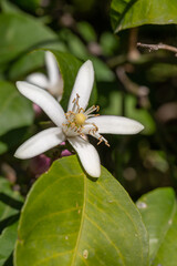 Blooming lemon flower on a green background macro photography on a summer day. Lemon plant with white flowers in the summer, close-up photo. Lemon flowers in summertime.
