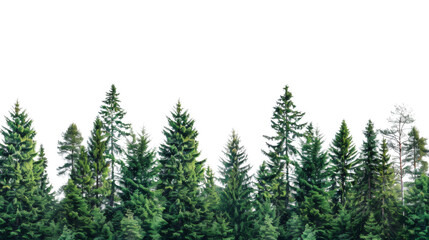 Fototapeta premium Pine forest border, nature aesthetic 