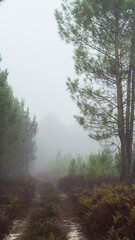 Forêt des Landes de Gascogne