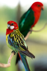 red and green parrot