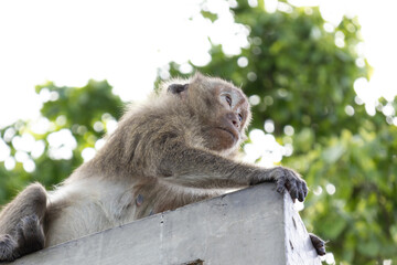 Monkey is sleep and looking forward in front by sitting on the wall.