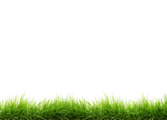 transparent grass picture without background