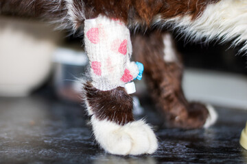 Closeup of a cats paw with a bandage, showcasing whiskers and tail details