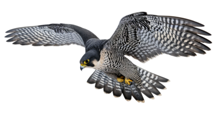 Peregrine falcon,  falcon bird