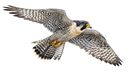 Peregrine falcon,  falcon bird