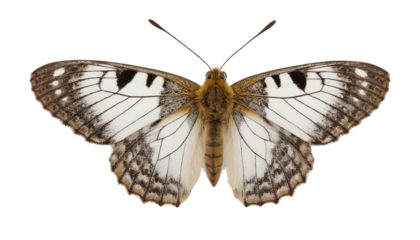 Minimalist Moth Icon